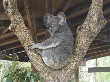 Koala beim Touristengucken