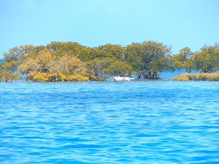 Mangroveninsel als Schutz gegen Wind und Wellen