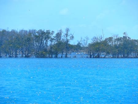 Night Island: Gesäumt von Mangroven