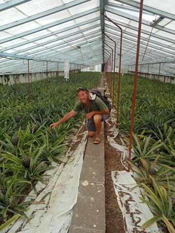 Besuch auf-einer-Ananasplantage