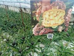 Ananasplantage.