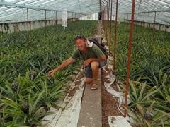 Besuch auf-einer-Ananasplantage