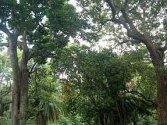 Jardin Antonio Borges: große-Bäume