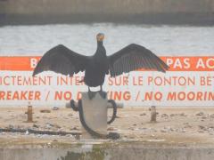 Kormorane beanspruchen-ihren-Platz-in-der-Marina-von-Dunkerque