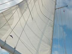 Unser neues Großsegel