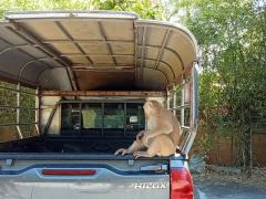 Big Budda: zu neugierige Affen entdecken alles was lose herumliegt