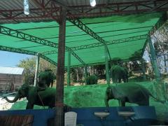 In der Elefantenstation warten die Tiere auf die Touristen