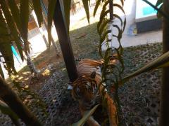 Tigerpark: der große Tiger ganz nahe