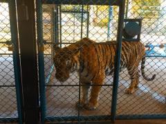 Tigerpark: der ist neugierig auf uns