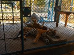 Tigerpark: die meiste Zeit des Tages wird geschlafen