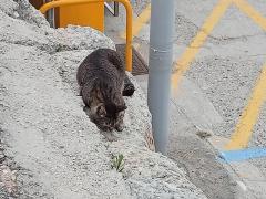 Katzen bevölkern Rhodas