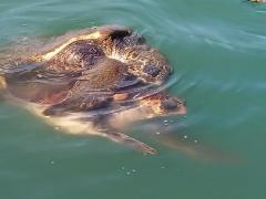 Schildkrötensex angestrengtes Schnaufen