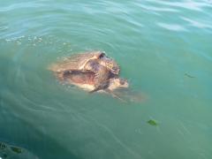 Schildkrötensex das Wasser schlägt Blasen und kleine Wellen