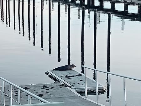 Seehund im winterlichen Hafen