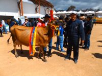 Canar: Prämierte Kuh