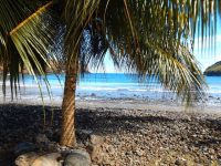 Palmen Strand und türkises Meer