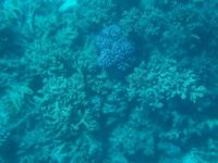 Wunderschöne Korallen