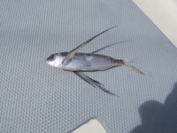 Selbstmörder: Der erste fliegende Fisch an Deck