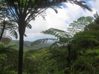 Martinique: Grüne Insel