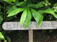 De La Grenade: Parfüme Ingwer