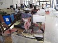 Fischmarkt:Tunfisch frisch vom Fang
