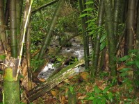Der Weg zum Bad führt quer durch den tropischen Regenwald